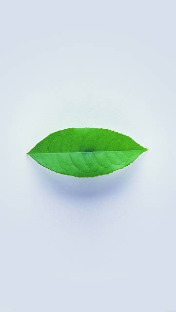 ah89-green-leaf-minimal-nature-art