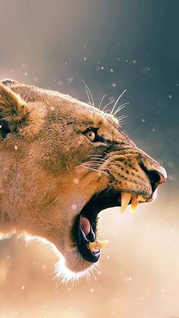 ma41-angry-lion-one-animal-nature