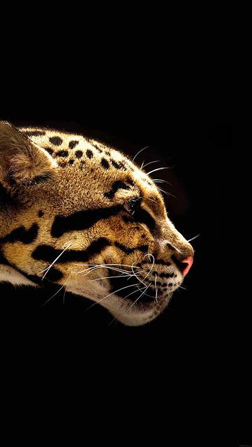 mb77-wallpaper-wild-cat-b-animal