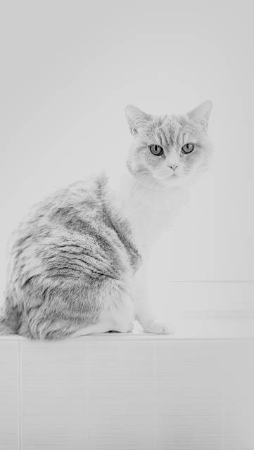 mj86-cute-cat-white-animal-nature