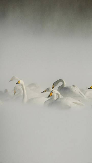 mi25-swan-birds-nature-animal