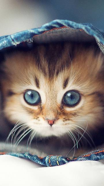 ジーンズの裾から見る綺麗な子猫