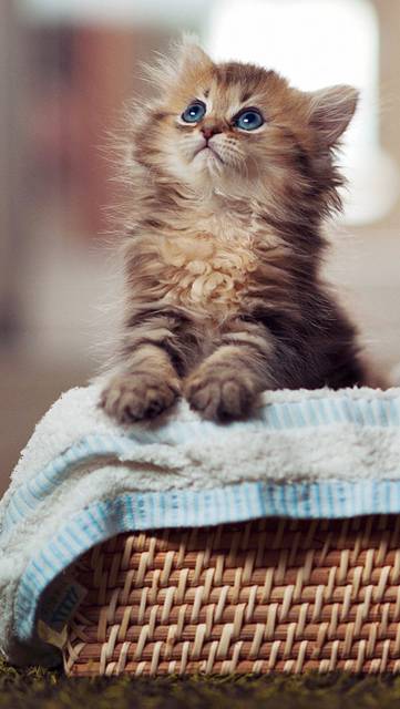かごに入ったカワイイ子猫の画像