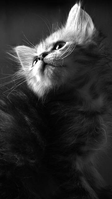 可愛い子猫のモノクロ写真