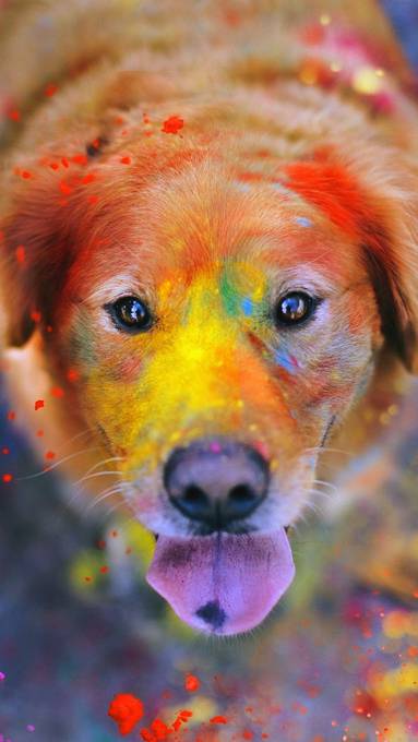 カラフルなペンキのついた犬