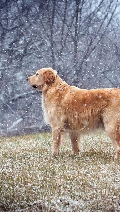雪の中の大型犬の写真