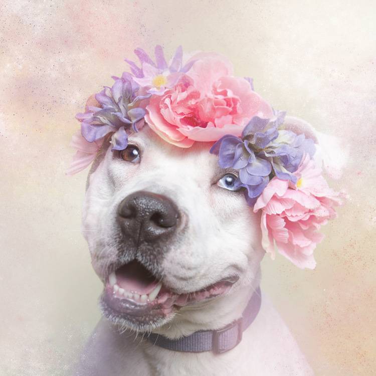 花の冠で着飾ったオシャレな犬たち - 03